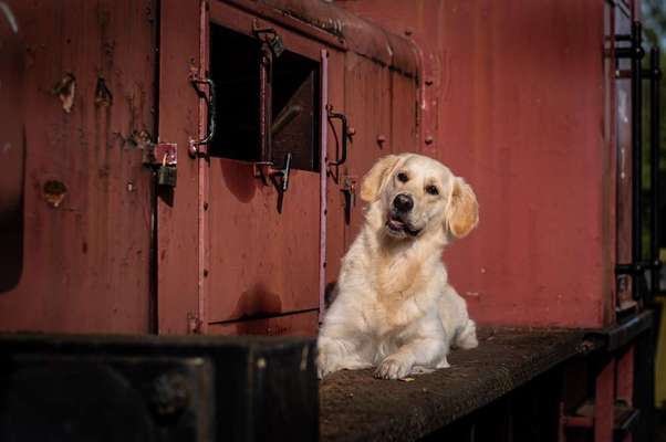 Wo sind die Golden Retriever Liebhaber?-Beitrag-Bild