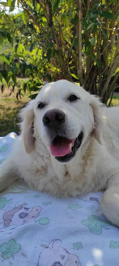 Wo sind die Golden Retriever Liebhaber?-Beitrag-Bild