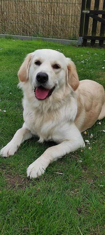 Wo sind die Golden Retriever Liebhaber?-Beitrag-Bild
