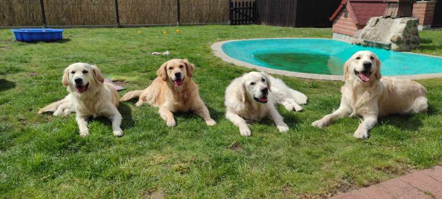 Wo sind die Golden Retriever Liebhaber?-Beitrag-Bild