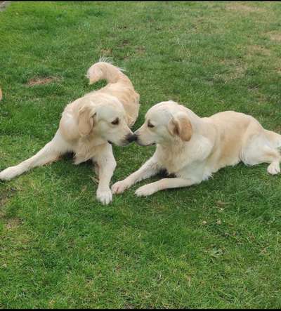 Bester Freund, Hundekumpel - zeigt her!-Beitrag-Bild