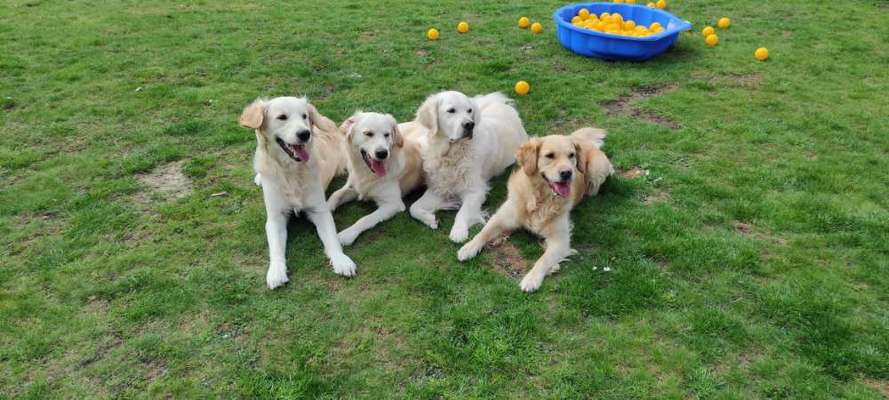 Wo sind die Golden Retriever Liebhaber?-Beitrag-Bild