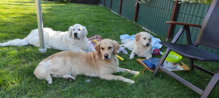 Wo sind die Golden Retriever Liebhaber?-Beitrag-Bild