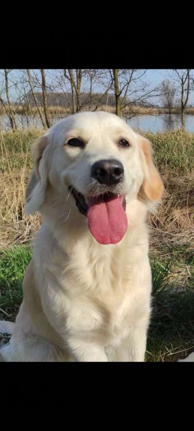 Wo sind die Golden Retriever Liebhaber?-Beitrag-Bild