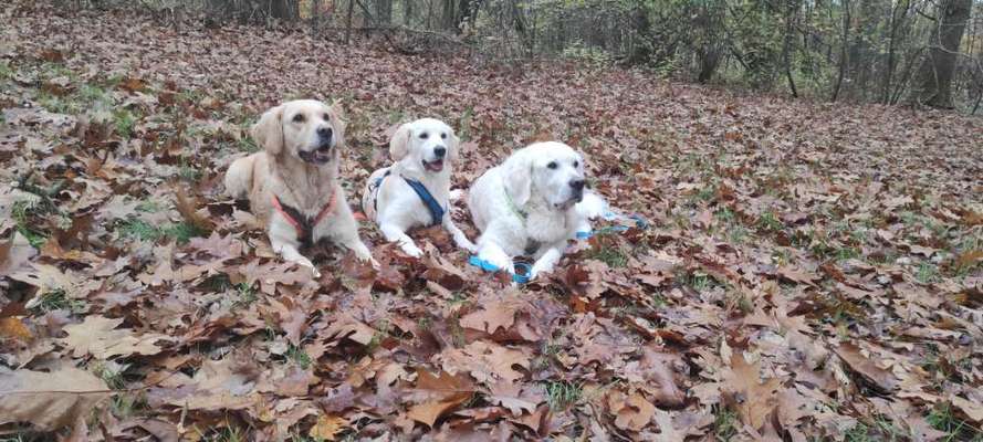 Wo sind die Golden Retriever Liebhaber?-Beitrag-Bild