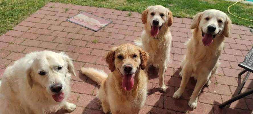 Wo sind die Golden Retriever Liebhaber?-Beitrag-Bild