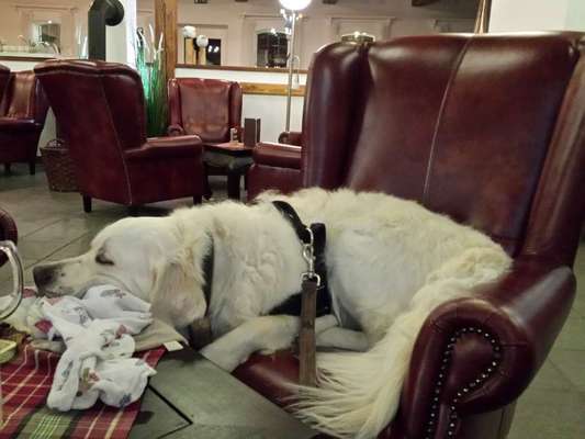 Wo sind die Golden Retriever Liebhaber?-Beitrag-Bild