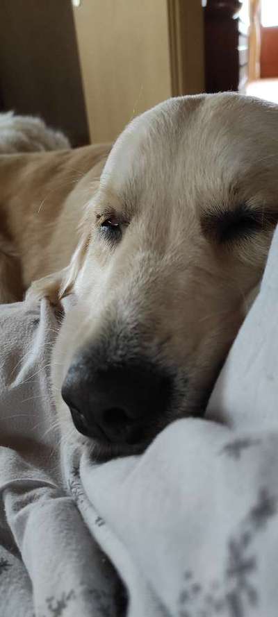 Wo sind die Golden Retriever Liebhaber?-Beitrag-Bild