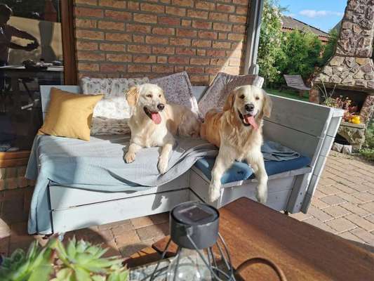 Wo sind die Golden Retriever Liebhaber?-Beitrag-Bild