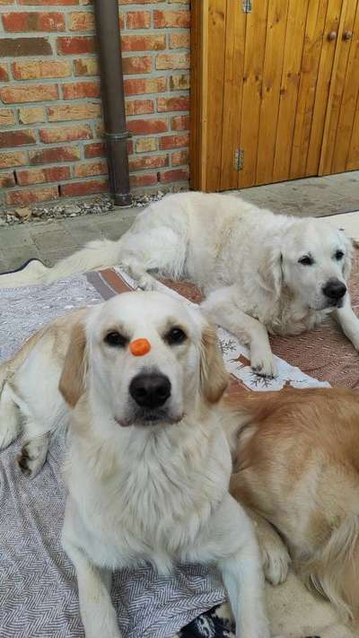Wo sind die Golden Retriever Liebhaber?-Beitrag-Bild