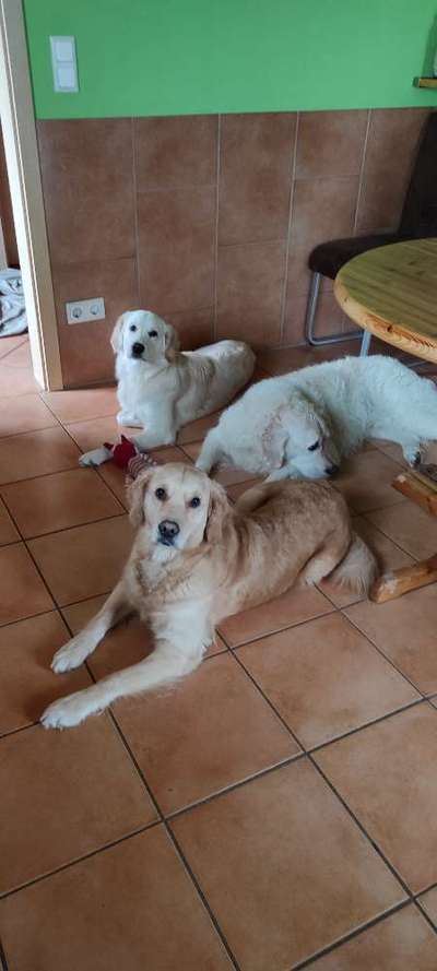 Wo sind die Golden Retriever Liebhaber?-Beitrag-Bild