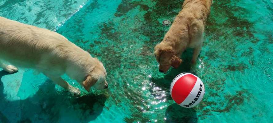 Wo sind die Golden Retriever Liebhaber?-Beitrag-Bild