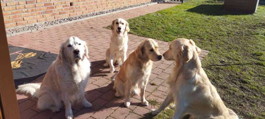 Wo sind die Golden Retriever Liebhaber?-Beitrag-Bild