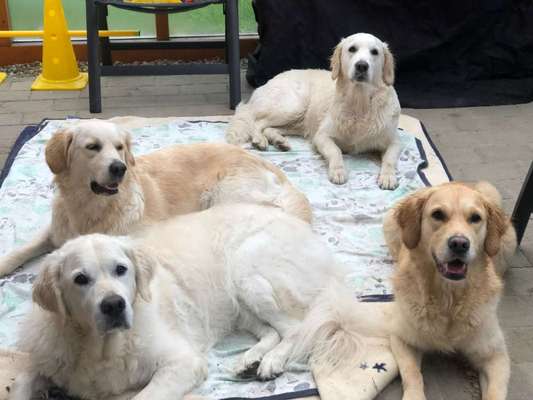 Wo sind die Golden Retriever Liebhaber?-Beitrag-Bild