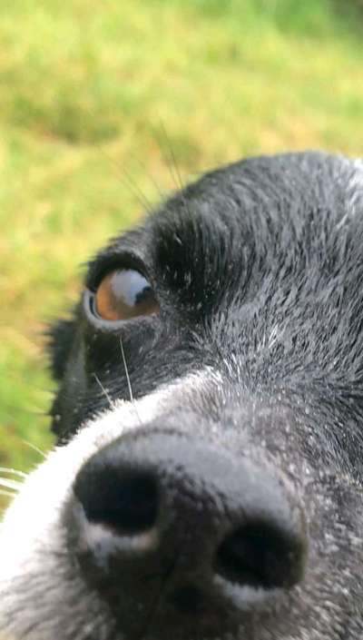 Zeigt mir die tollste Nahaufnahme von eurer Fellnase-Beitrag-Bild