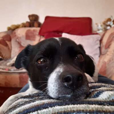 Jack Russel Dackel Mischlinge-Beitrag-Bild