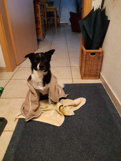 Jack Russel-Beitrag-Bild