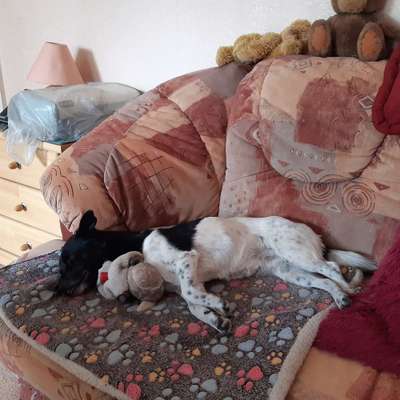 Der Lieblingsplüschi eures Vierbeiners-Beitrag-Bild