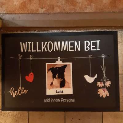 Jack Russel-Beitrag-Bild