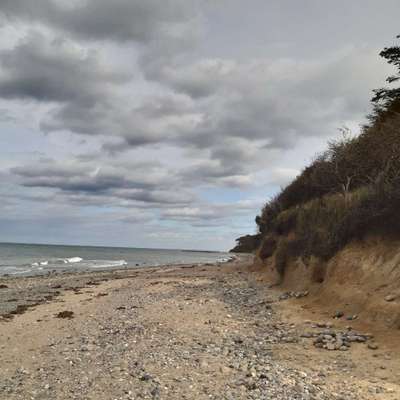 Hundeurlaub in Nienhagen-Beitrag-Bild