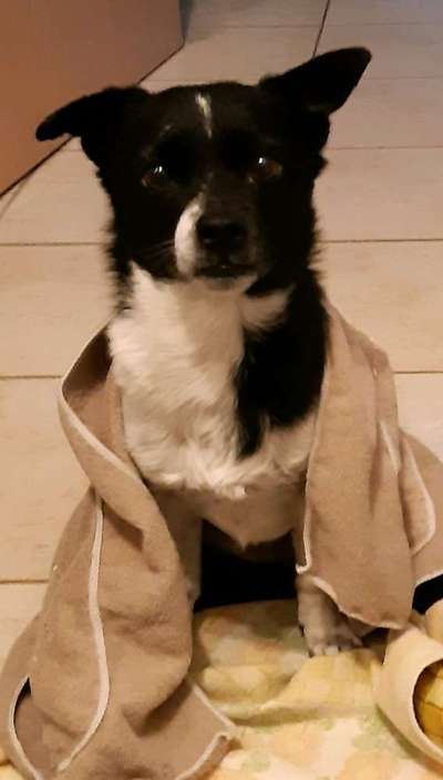 Dogorama Photo Challenge - Hundeblick zum hinschmelzen-Beitrag-Bild