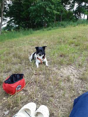 Hundetreffen-Gassirunde mit kleinen bis mittelgroßen und entspannten Hunden-Bild