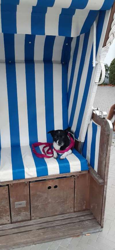 Hund abgegeben, weil Urlaub anstand? Leider kein Witz 😳-Beitrag-Bild