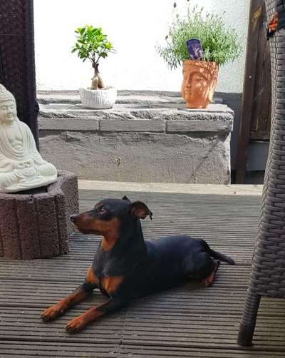 Wo sind denn hier die Rehpinscher?-Beitrag-Bild