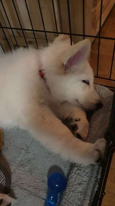 Schäferhund-Beitrag-Bild