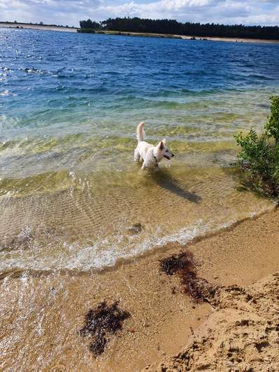 Die Dogorama Kalender Challenge 4/4-Beitrag-Bild