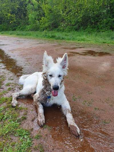 Die Dogorama Wochen Challenge: “Regenspaziergänge"-Beitrag-Bild