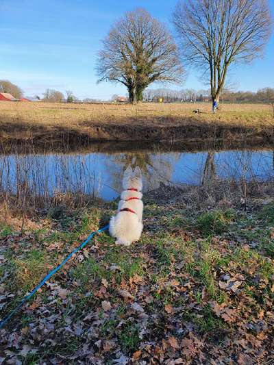 Dogorama-Monats-Challenge-Mai "Wasser"-Beitrag-Bild