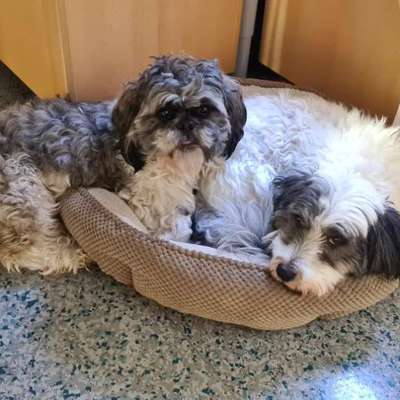 Hundetreffen-kleine Spielgefährten gesucht-Bild