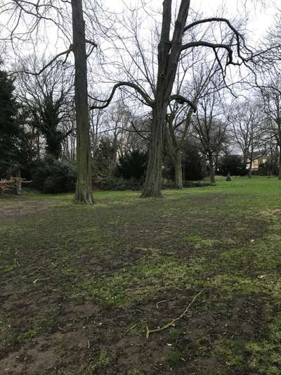 Hundeauslaufgebiet-Alter Friedhof-Bild