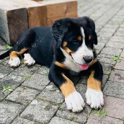 Hundetreffen-Welpentreff-Profilbild