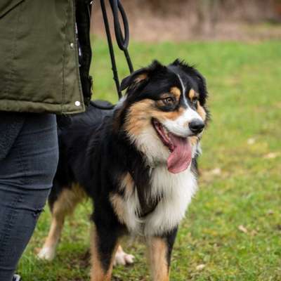 Hundetreffen-Freunde für Spaß und Training-Profilbild