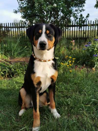 Appenzeller Sennenhunde-Beitrag-Bild