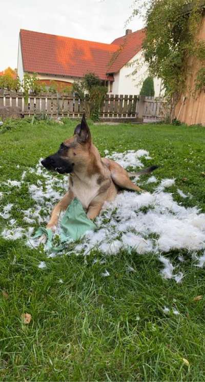 Alles rund um den Schäferhund, diskutieren erwünscht.-Beitrag-Bild