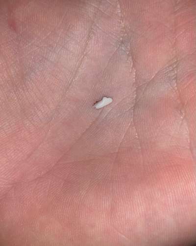 Rhodesian Ridgeback-Beitrag-Bild