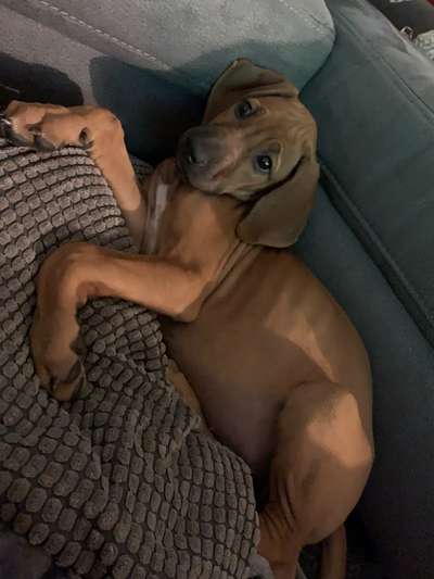 Rhodesian Ridgeback-Beitrag-Bild