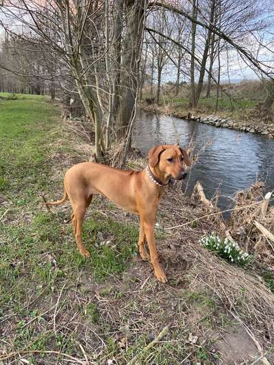 Rhodesian Ridgeback-Beitrag-Bild