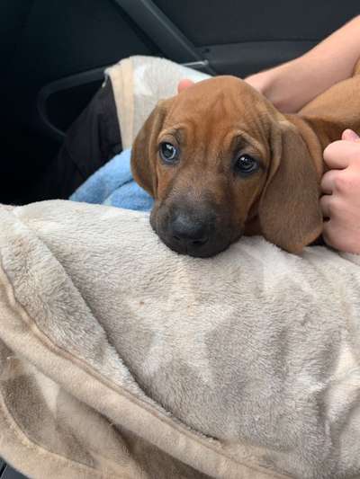 Rhodesian Ridgeback-Beitrag-Bild