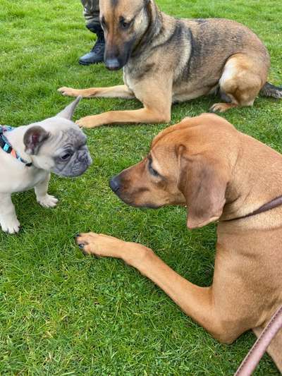 Rhodesian Ridgeback-Beitrag-Bild