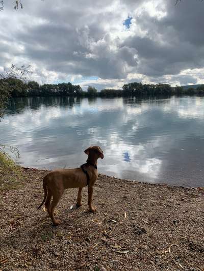 Rhodesian Ridgeback-Beitrag-Bild
