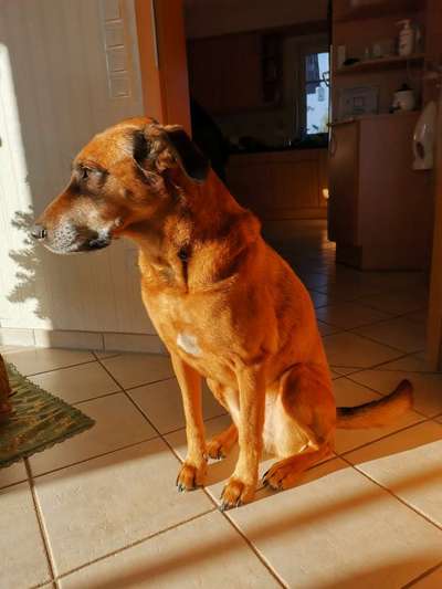 Fotochallenge Nr. 56 - geliebte Senioren-Beitrag-Bild