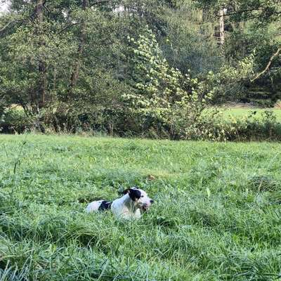 Hundetreffen-Gemütlicher Spaziergang-Bild