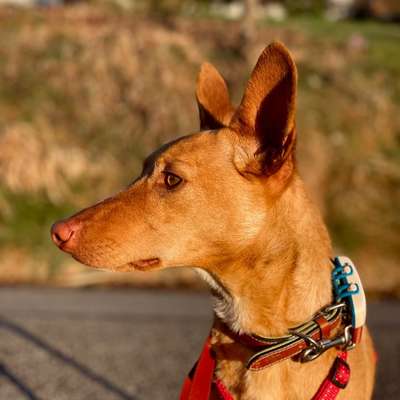 Hundetreffen-Sozial Walk-Bild