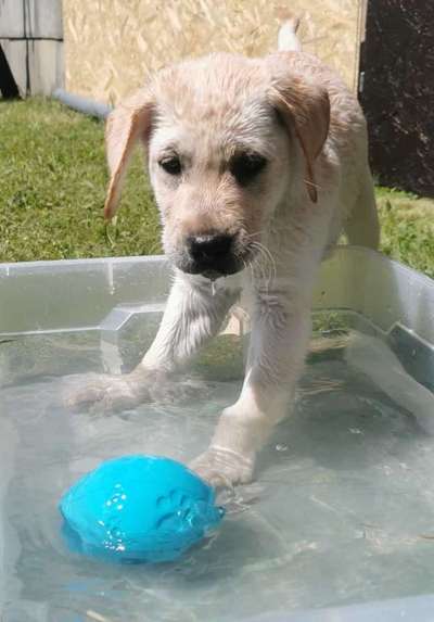 Labradorfans-Beitrag-Bild