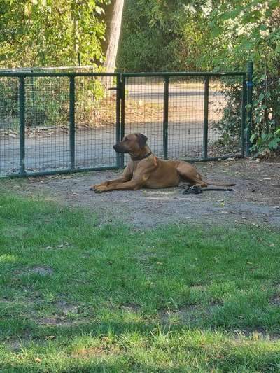 Rhodesian Ridgeback-Beitrag-Bild