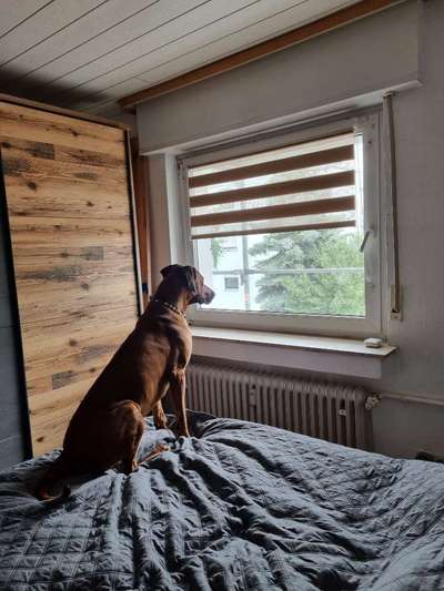 Rhodesian Ridgeback-Beitrag-Bild